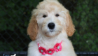 ms.pink dolly brady may26 12weeks7