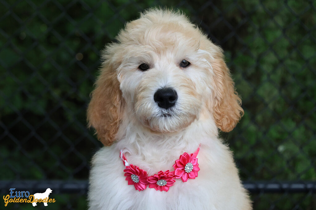 ms.pink dolly brady may26 12weeks7
