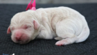 ms.pink mila hendrix aug26 newborn2