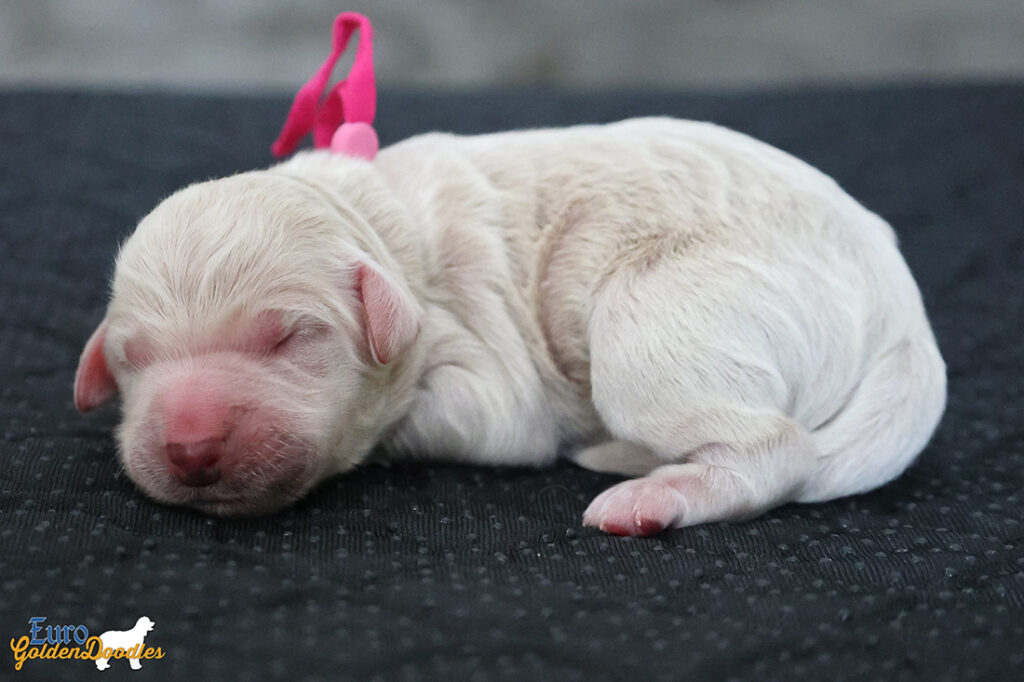 ms.pink mila hendrix aug26 newborn2