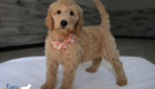 mspeach dolly brady may26 8wks2