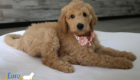 mspeach dolly brady may26 8wks5