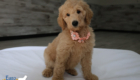mspeach dolly brady may26 8wks6