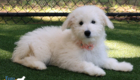 mspeach goldie enzo may26 16weeks2