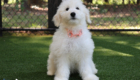 mspeach goldie enzo may26 16weeks6