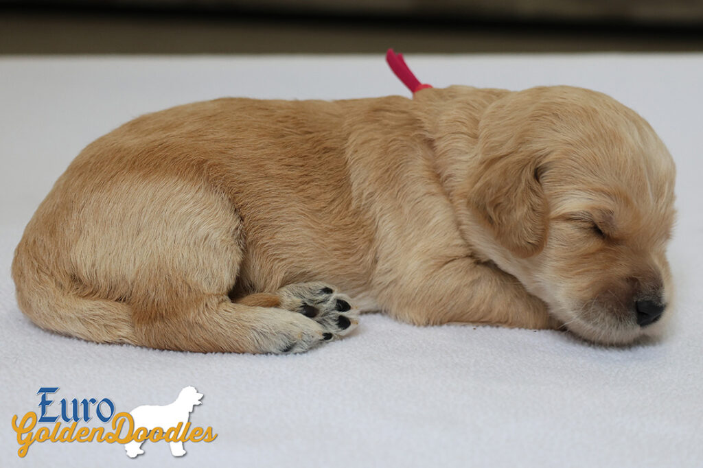 mspink dolly brady may26 2wks1