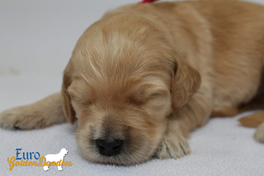 mspink dolly brady may26 2wks2