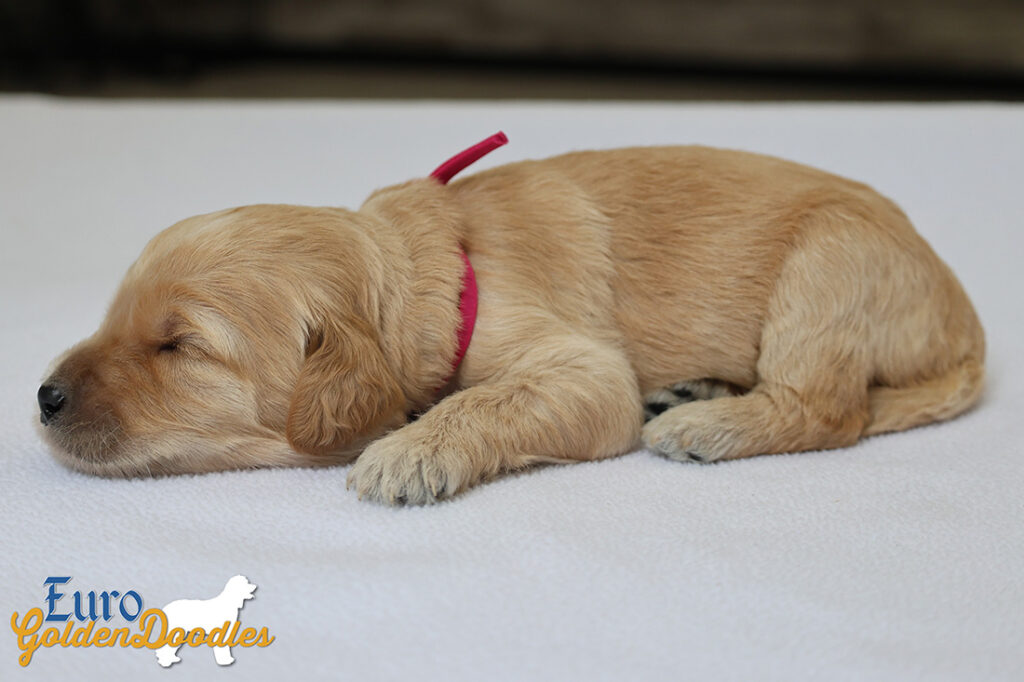 mspink dolly brady may26 2wks3