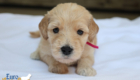 mspink dolly brady may26 4wks1