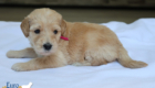 mspink dolly brady may26 4wks2
