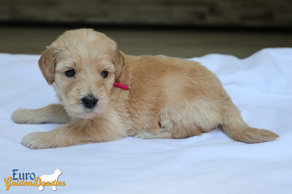 mspink dolly brady may26 4wks2