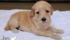 mspink dolly brady may26 4wks3