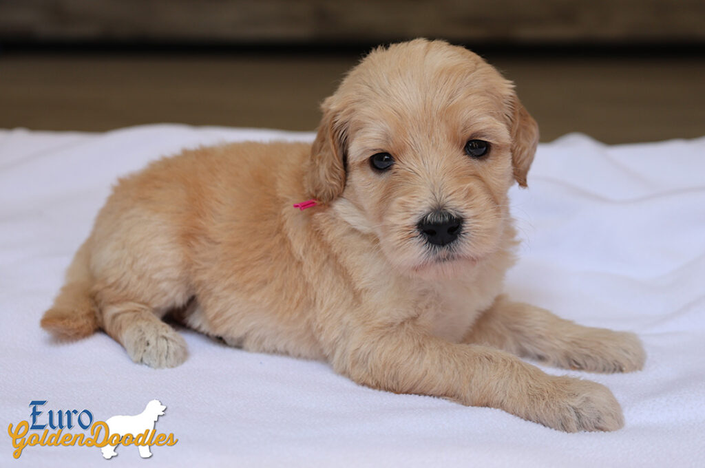 mspink dolly brady may26 4wks3