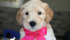 mspink dolly brady may26 6wks1