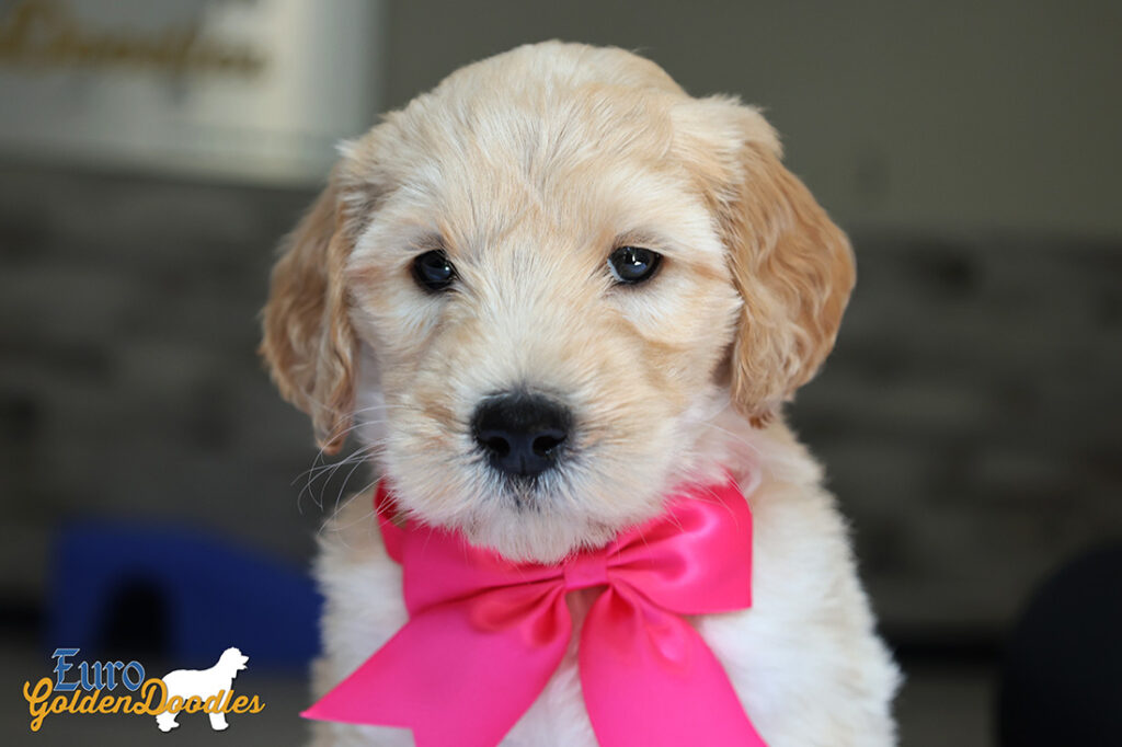 mspink dolly brady may26 6wks1