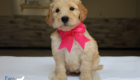 mspink dolly brady may26 6wks2