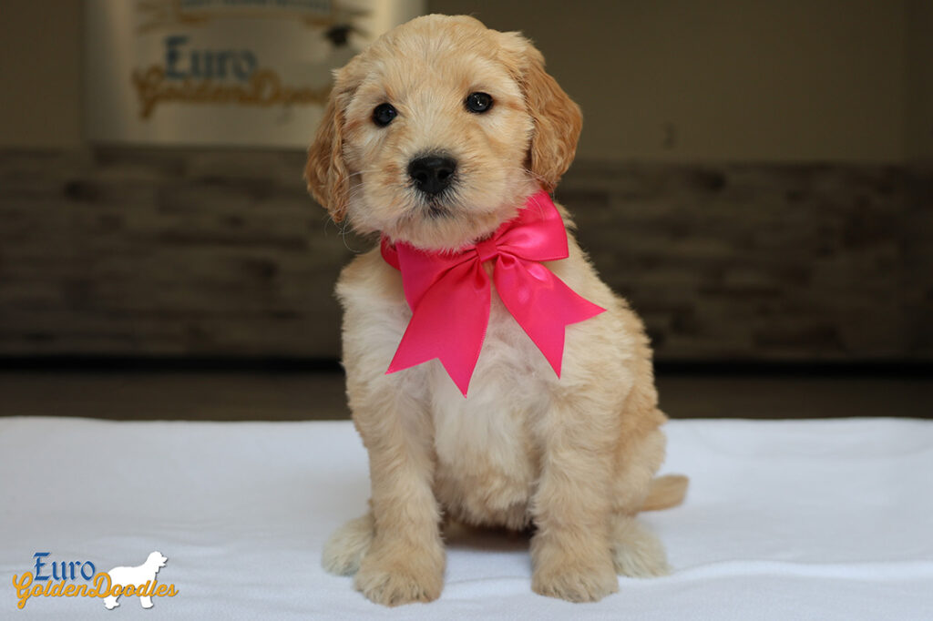mspink dolly brady may26 6wks2