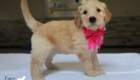 mspink dolly brady may26 6wks3