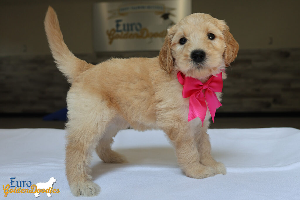 mspink dolly brady may26 6wks3