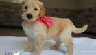 mspink dolly brady may26 6wks6