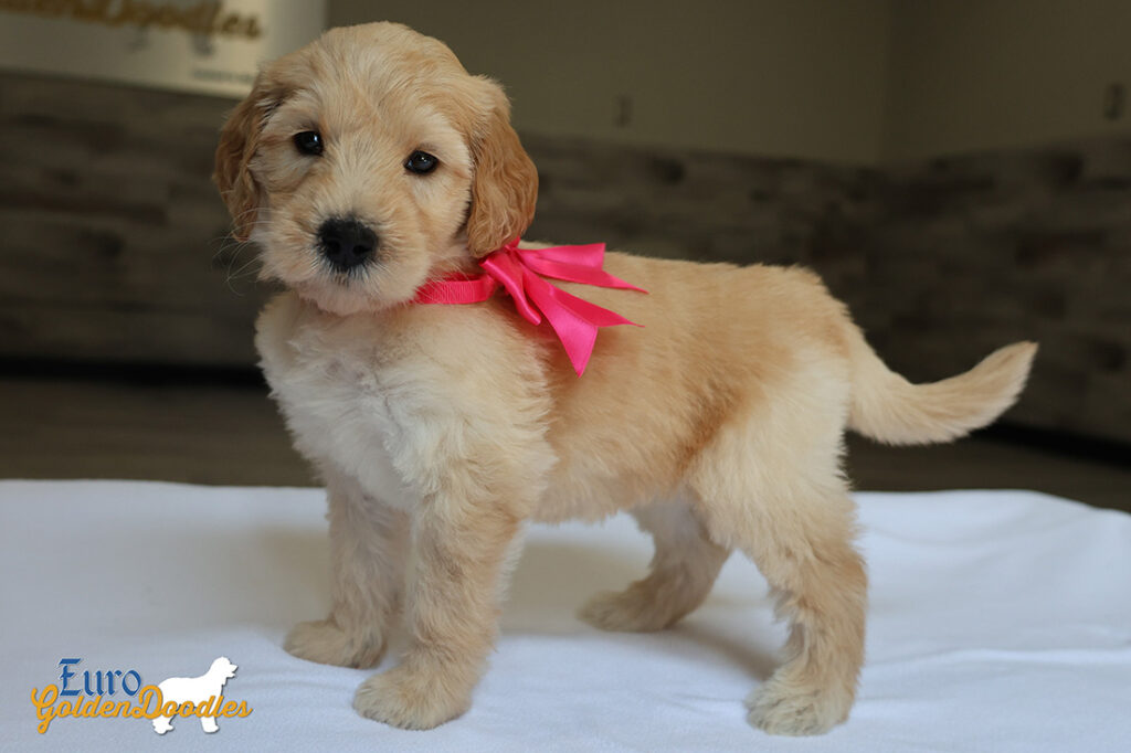 mspink dolly brady may26 6wks6