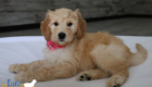 mspink dolly brady may26 8wks2