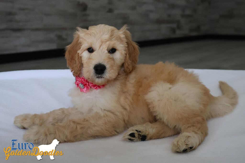 mspink dolly brady may26 8wks2