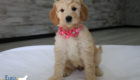 mspink dolly brady may26 8wks3