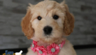mspink dolly brady may26 8wks4