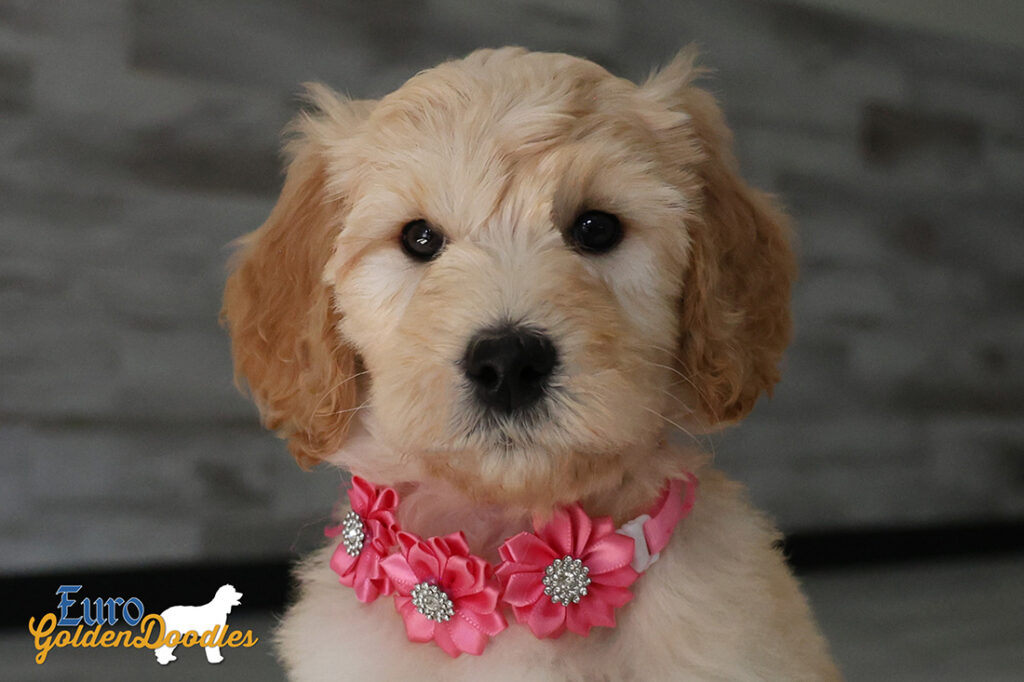 mspink dolly brady may26 8wks4