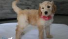 mspink dolly brady may26 8wks7