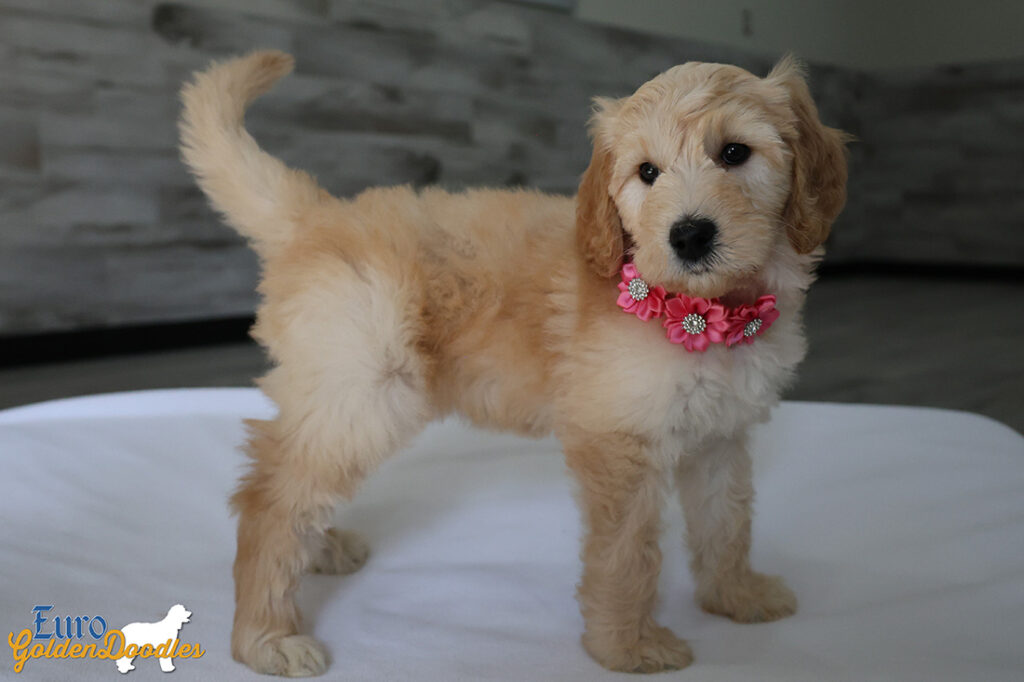 mspink dolly brady may26 8wks7