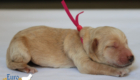 mspink dolly brady may28 newborns1