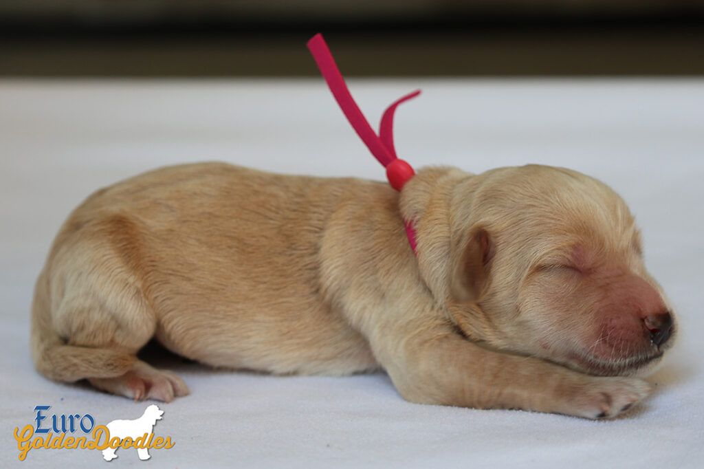 mspink dolly brady may28 newborns1