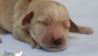 mspink dolly brady may28 newborns2