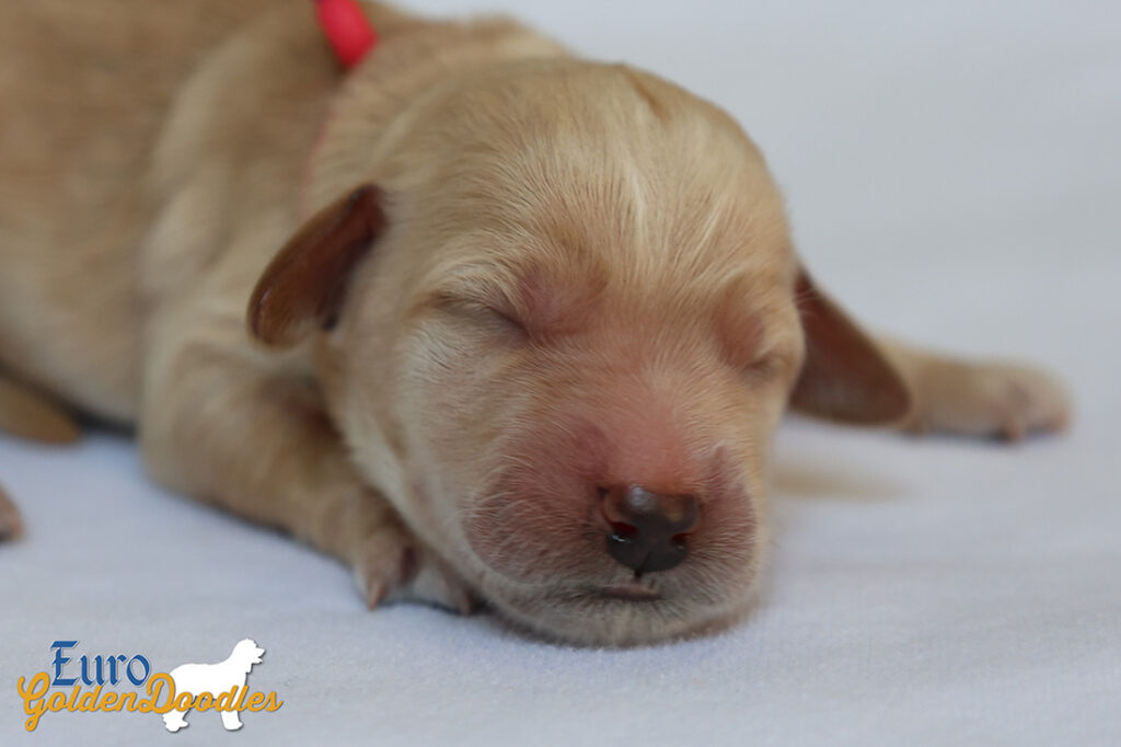 mspink dolly brady may28 newborns2