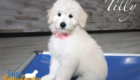 tilly feature