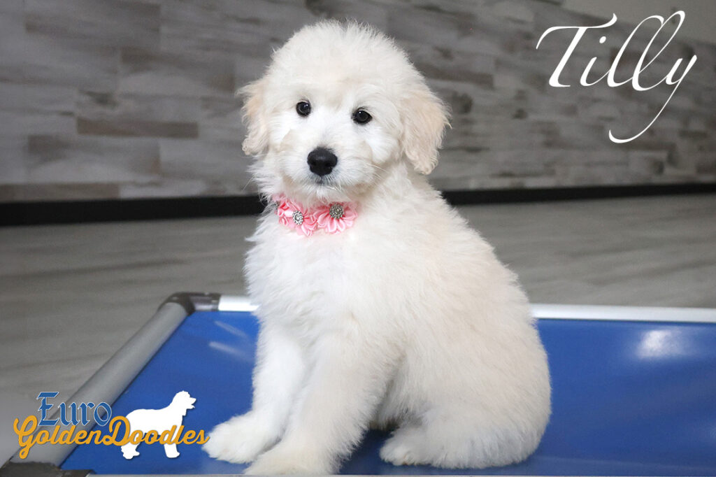 tilly feature