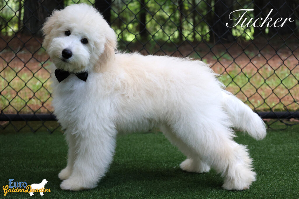tuckerfeature tuckerfeature