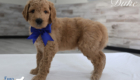 dukefeature