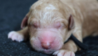 mr.black mila hendrix aug26 newborn1