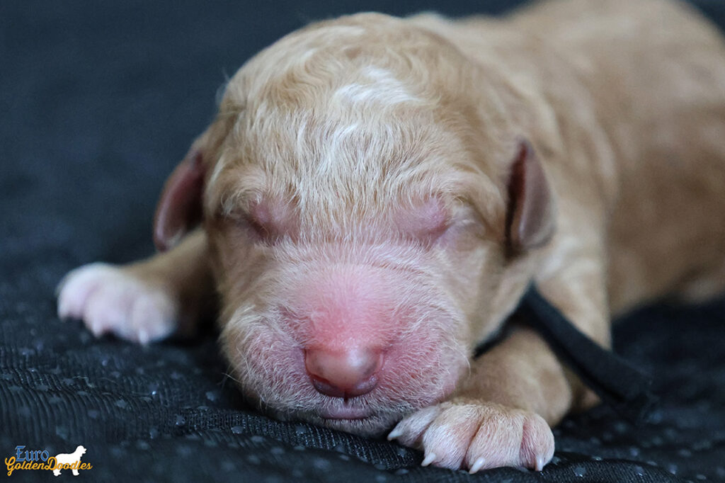 mr.black mila hendrix aug26 newborn1