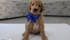 mr.blue mila hendrix aug13 6wks7