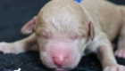 mr.blue mila hendrix aug26 newborn1