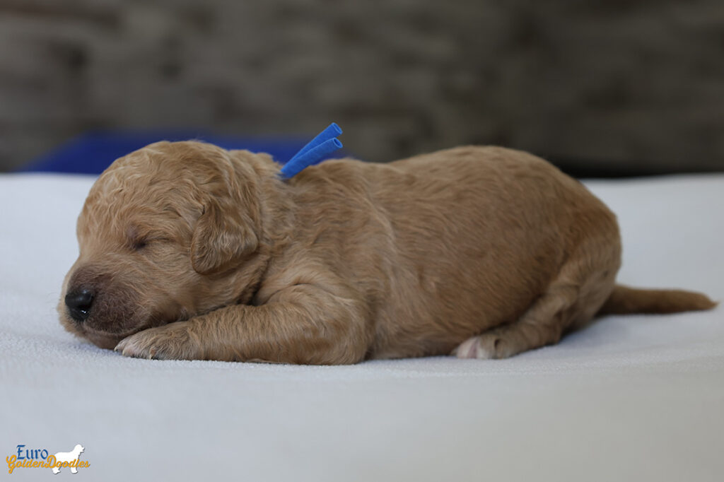 mr.blue mila hendrix august26 2weeks2