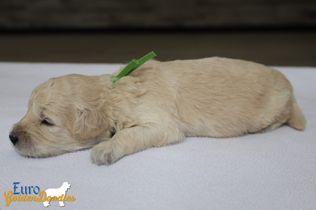 mr.green goldie enzo may26 2wks1