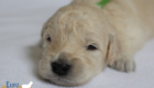 mr.green goldie enzo may26 2wks2