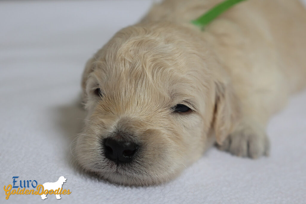 mr.green goldie enzo may26 2wks2