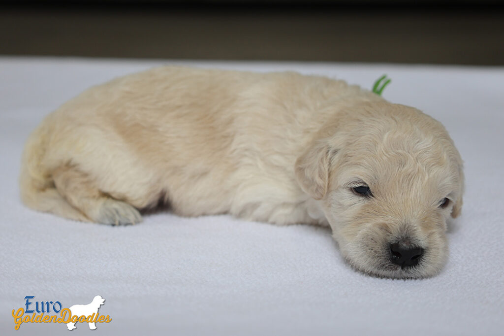 mr.green goldie enzo may26 2wks3