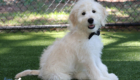 mrblack goldie enzo may26 16weeks3
